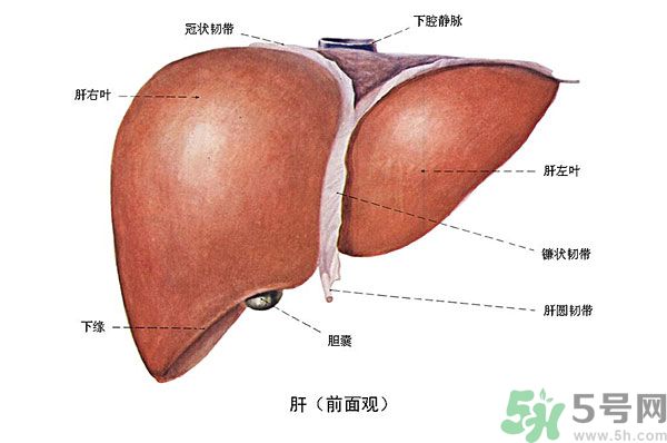 得了脂肪肝該怎么治？脂肪肝對(duì)人體危害有多大？