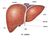 得了脂肪肝該怎么治？脂肪肝對人體危害有多大？