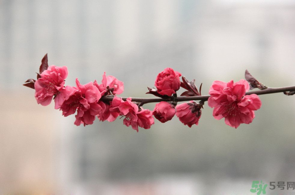 什么花可以凈化空氣？什么花可以減肥？