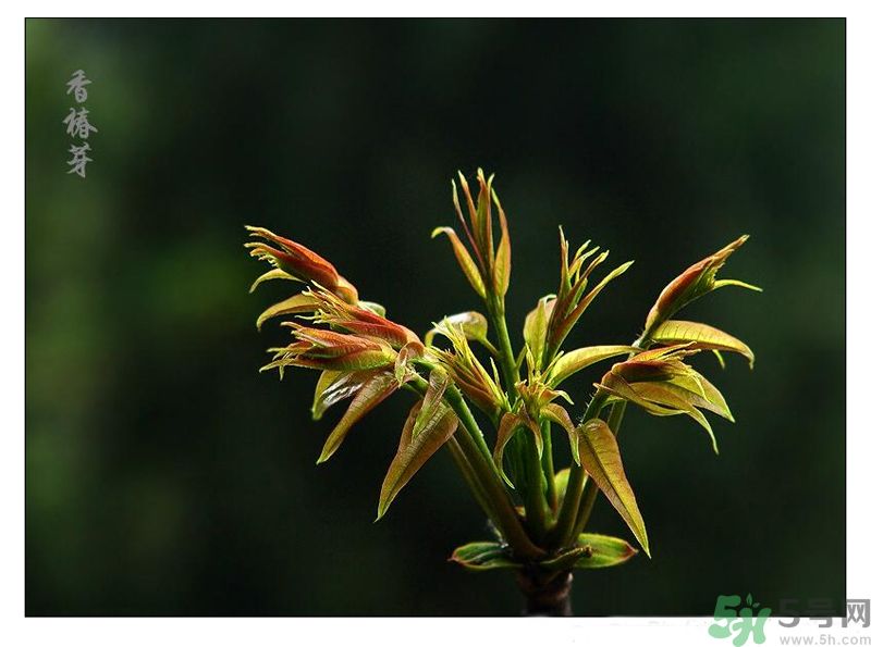 吃香椿有什么好處？香椿可以預(yù)防疾病嗎？