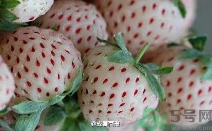 菠蘿莓好吃嗎？菠蘿莓好不好吃？