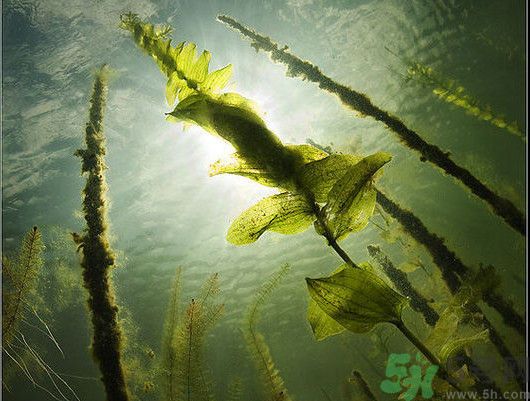 海帶用冷水泡還是熱水泡發(fā)？海帶怎么泡才不會發(fā)硬？