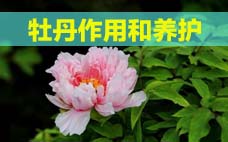 扦插的月季多久會(huì)開花？扦插月季多久可開花？