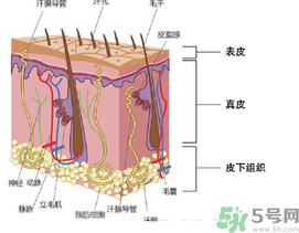 為什么頭發(fā)越來(lái)越油？頭發(fā)應(yīng)該幾天洗一次？