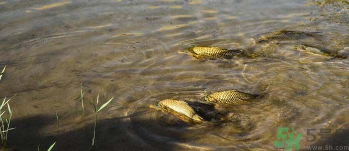 月牙泉再現(xiàn)鐵背魚 什么是鐵背魚？