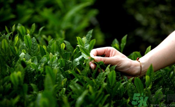 立夏喝什么茶好？立夏不能喝什么茶？