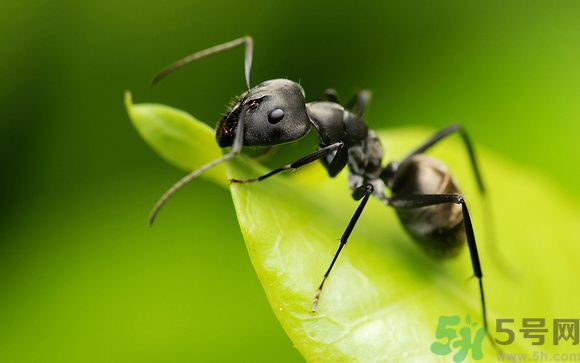 家里有螞蟻怎么辦？驅(qū)除螞蟻的方法是什么？