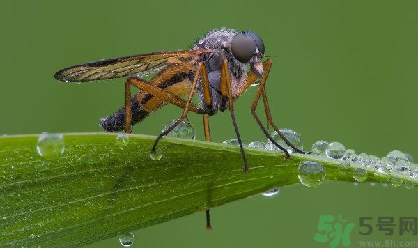 為什么蚊子不會被雨滴砸死?