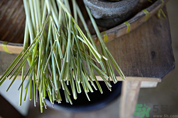 天竺葵有驅(qū)蚊作用嗎？什么植物能驅(qū)蚊子？