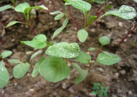 莧菜葉子上有白點(diǎn)是怎么回事？莧菜葉子上有白點(diǎn)可以吃嗎？