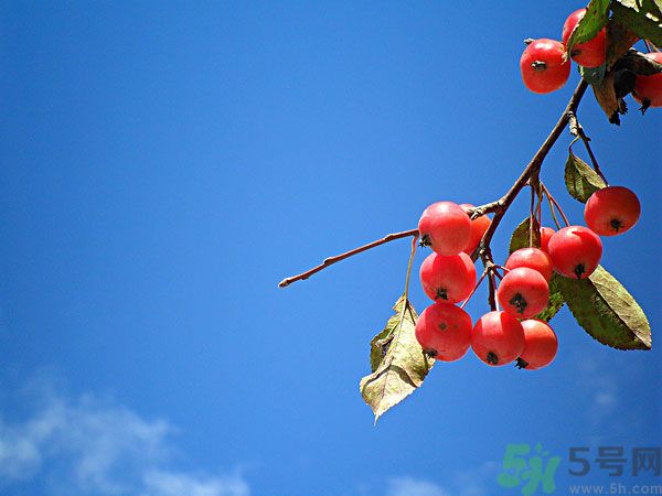 尿酸高能吃山楂嗎？痛風(fēng)能吃山楂嗎？