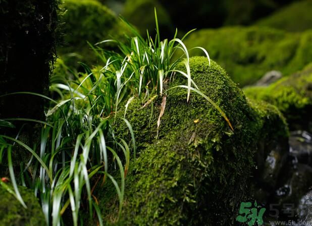 什么樣的菖蒲好？怎樣選購(gòu)菖蒲？