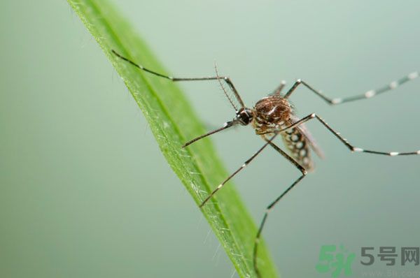 蚊子討厭什么氣味？蚊子討厭什么顏色？