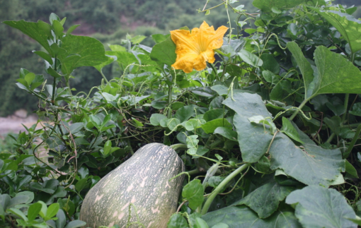 南瓜吃了皮膚會(huì)變黃嗎？吃南瓜對(duì)皮膚有什么影響？