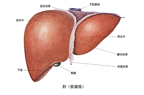 臉上長痘能吃南瓜嗎？臉上長痘吃南瓜好不好？