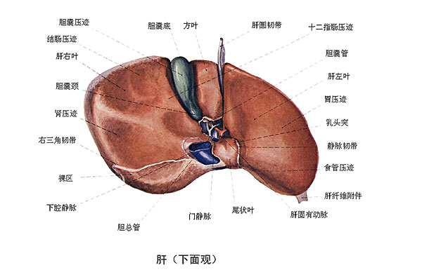 臉上長痘能吃南瓜嗎？臉上長痘吃南瓜好不好？