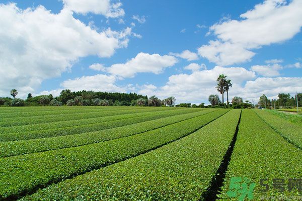 綠茶可以去黑眼圈嗎？綠茶去黑眼圈的方法