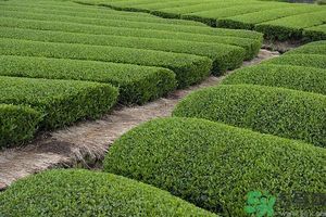 綠茶可以去黑眼圈嗎？綠茶去黑眼圈的方法