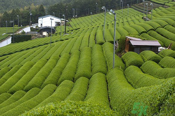 綠茶可以去黑眼圈嗎？綠茶去黑眼圈的方法