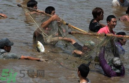 發(fā)洪水怎么抓魚？發(fā)洪水時的抓魚方法