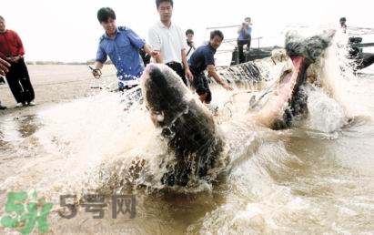 發(fā)洪水怎么抓魚？發(fā)洪水時的抓魚方法