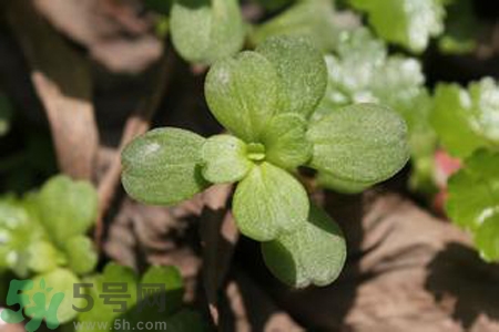 馬齒莧是熱性還是涼性？馬齒莧是涼性嗎？