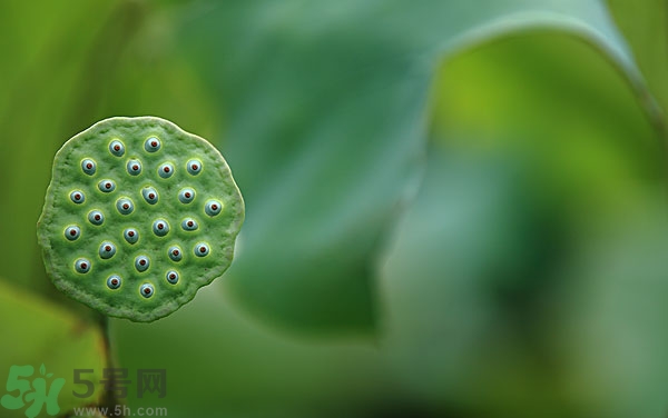 蓮子芯泡茶有什么功效？蓮子心的功效與作用