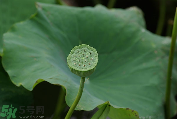 蓮子芯泡茶有什么功效？蓮子心的功效與作用