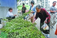 夏天可以用艾草驅(qū)蚊嗎？夏天可不可以用艾草驅(qū)蚊？