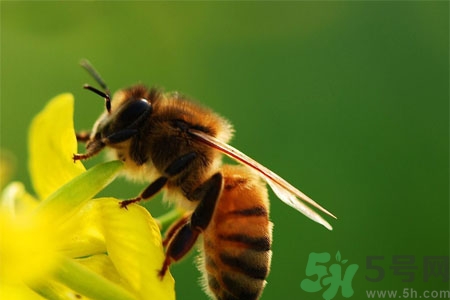 被蜜蜂蟄了怎么辦？被蜜蜂蟄了如何處理？