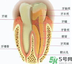 牙齒根管治療多少錢？根管治療一顆要多少錢？