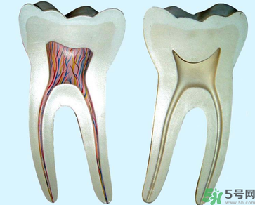 牙齒根管治療多少錢？根管治療一顆要多少錢？