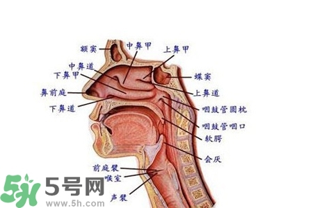 慢性咽炎的發(fā)病因素？慢性咽炎的并發(fā)癥有哪些？