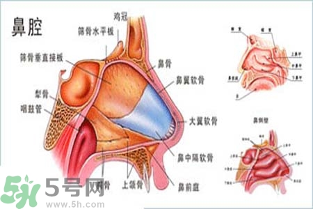 鼻竇炎的護(hù)理措施？鼻竇炎的飲食護(hù)理？