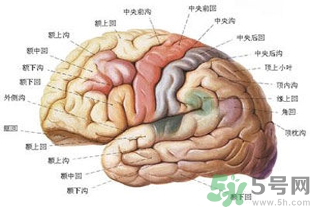 腦出血的治療方法是什么？腦出血可以用哪些藥物治療？