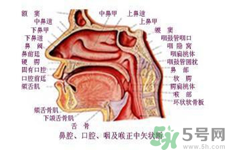 鼻咽癌的日常措施是什么？鼻咽癌注意的飲食有哪些？