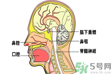 鼻咽癌的治療方法是什么？鼻咽癌可以用什么藥物治療？