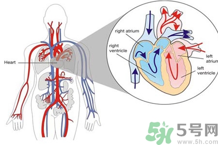 先天性心臟病發(fā)病原因是什么？