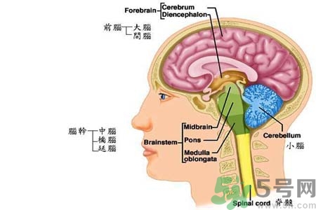 帕金森要注意哪些措施？帕金森的飲食需注意什么？