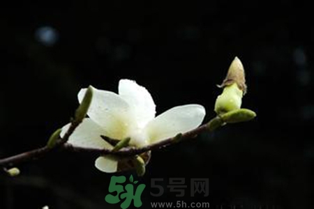 優(yōu)曇花是什么花？優(yōu)曇花現(xiàn)實中有嗎？