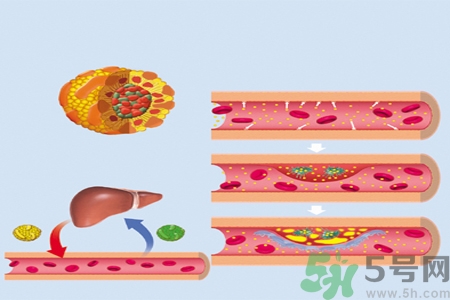 膽固醇對人體有傷害嗎？膽固醇是什么？