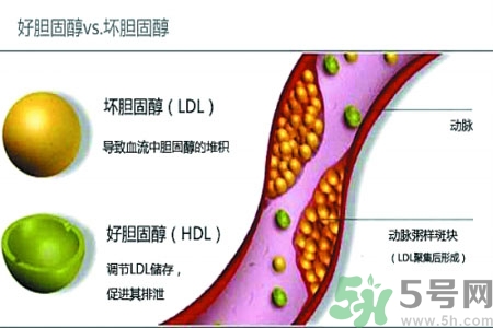 人體中的膽固醇分好壞嗎？如何區(qū)分膽固醇的好壞？