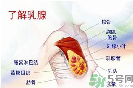 乳頭為什么會(huì)疼痛？乳頭疼痛怎么辦？