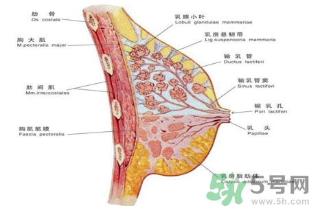 如何預防女性乳頭痛？女性需注意乳房的哪些問題？