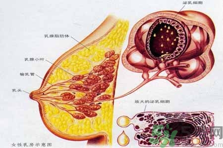 如何預(yù)防胸部一大一?。咳榉恳淮笠恍∫⒁馐裁磫栴}？