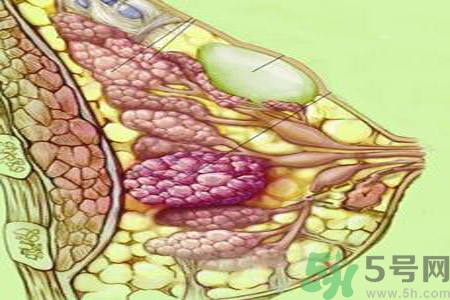 乳房屋硬塊有疼痛感怎么回事？乳房屋硬塊有疼痛感怎么辦？