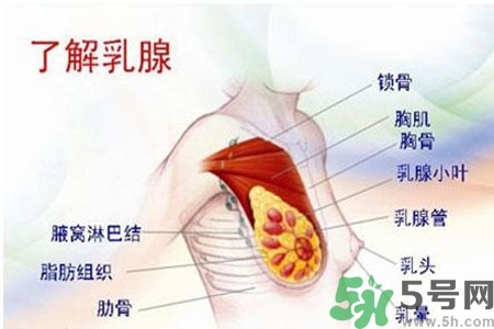 乳房上有硬塊怎么辦？乳房有硬塊的病因是什么？