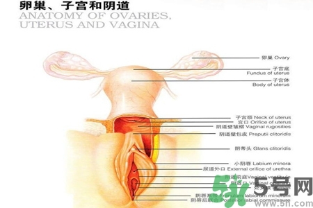 陰道出血和什么有關(guān)？陰道出血的應(yīng)急措施有哪些？