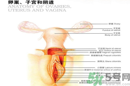 陰道干澀的原因是什么？陰道干澀怎么辦？