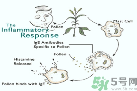 花粉過(guò)敏的表現(xiàn)是什么？如何有效的預(yù)防花粉過(guò)敏？